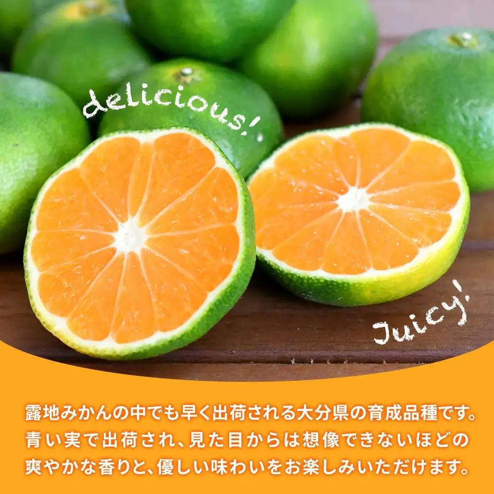 極早生 みかん 大村農園 5kg | みかん 津久見市