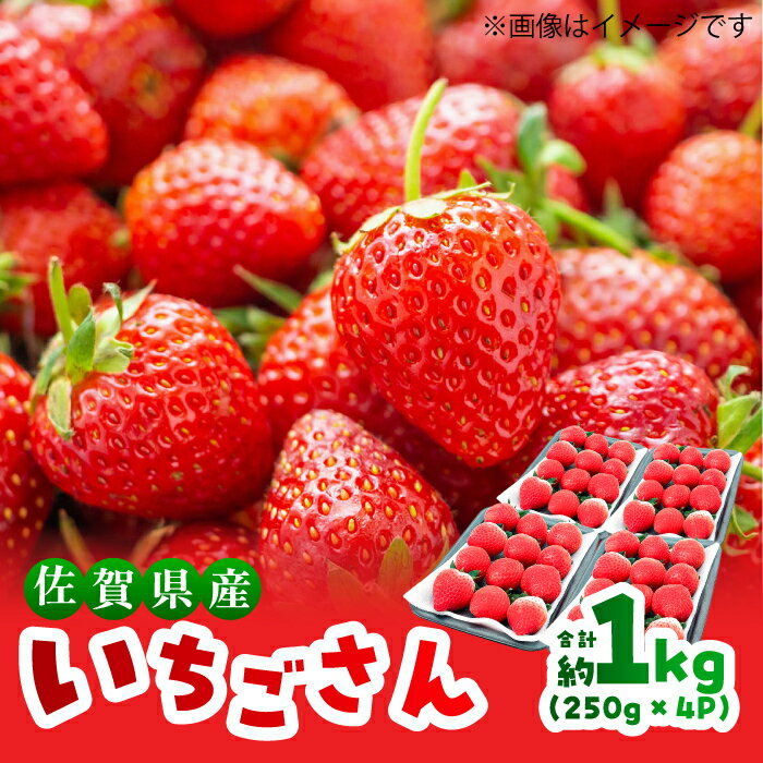 【ふるさと納税】朝採れ♪ いちごさん たっぷり 計1kg以上（約250g×4P）【限定数量】【12月~4月発送】| いちご 1000g イチゴ 果物 苺 1キロ 佐賀県産いちご 平置き 4パック 不揃い| 吉野ヶ里町/TZファーム[FDF001]