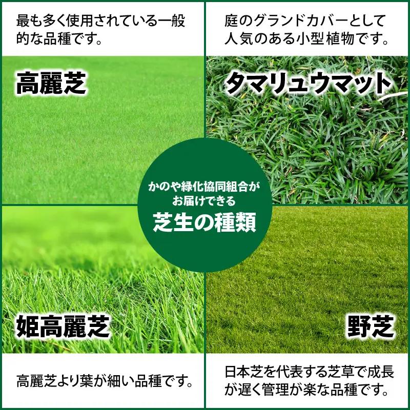 【10月から5月に発送】 高麗芝（10平方メートル） KN177-003-02 庭 芝生