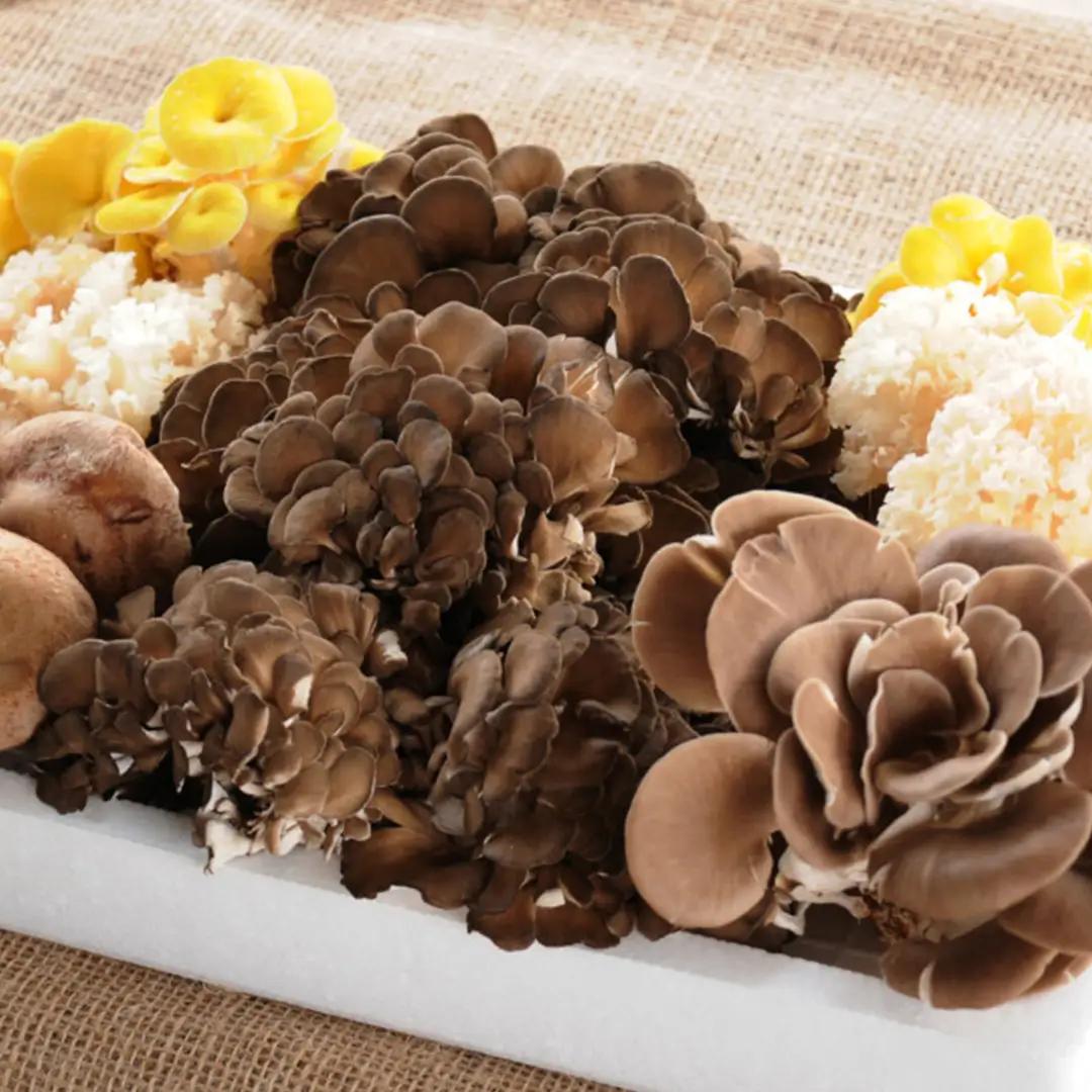 【 6ヶ月 隔月定期便 】 きのこ の 詰め合わせ Sサイズ 約1kg 大容量 キノコ 舞茸 あわび茸 たもぎ茸 しいたけ ぶなしめじ セット 鍋 炒め物 茨城県 城里町産 定期便 (AU010)