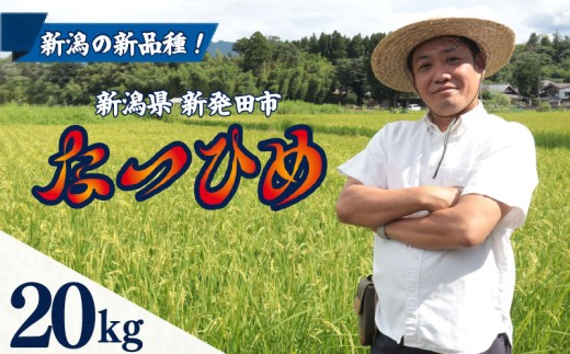 【最短1週間発送!】 令和8年産 なつひめ 20kg 5kg×4袋 お米 こめ ご飯 ごはん おいしい 新潟 新潟県 米 20kg 新発田産 新潟産 朝食 昼食 夕飯 炊きたて 精米 ブランド watasho015