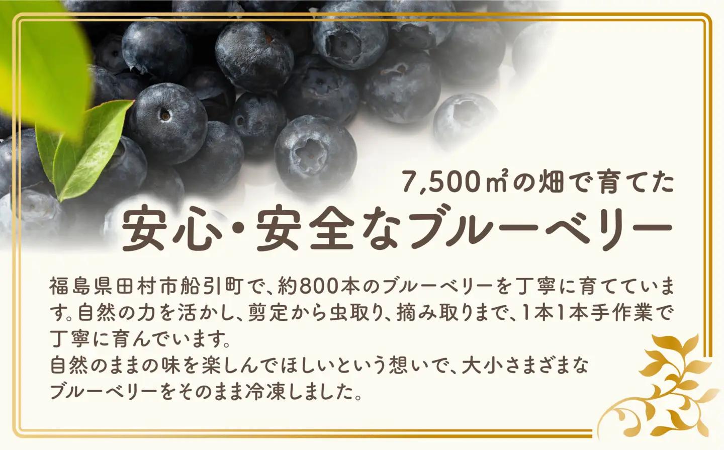 訳あり 冷凍ブルーベリー 500g 福島県 田村市 いずみの森ブルーベリー園