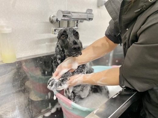 Dog Salon Tailor チケット 4000円分 / 犬 ドッグ わんちゃん ワンちゃん  トリミング ペットトリミング 
