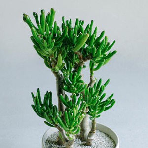 【観葉植物】MOLLIS 宇宙の木 KINTO インテリア 多肉植物 植物 室内 