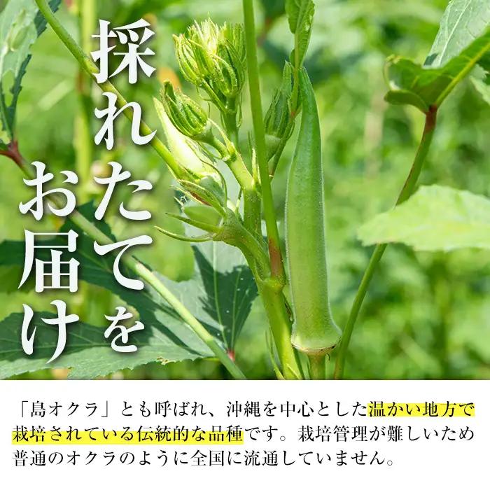 いずみ産 丸 オクラ 1.2kg 【イーサイドライン】 i1215-B