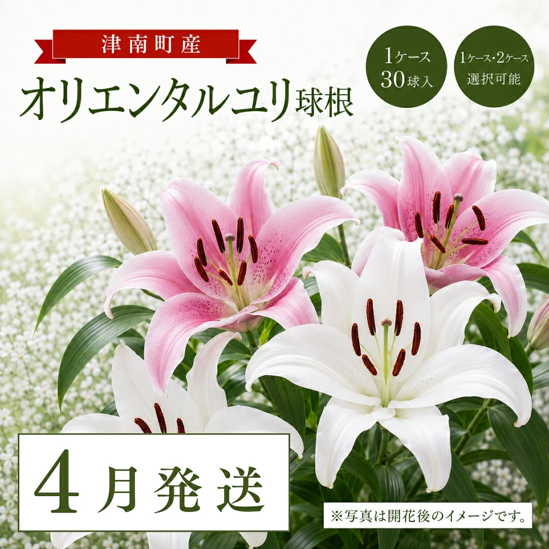 【ふるさと納税】【4月発送】オリエンタルユリ球根 選べる容量 計30個 (30個入×1ケース) 計60個 (30個入×2ケース) | 大輪 ユリ 百合 春植え ガーデニング 園芸 花