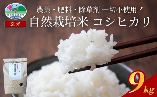 【先行予約】自然栽培米こしひかり（玄米）３kg×３袋 令和８年産｜鳥取 岩美 岩美町産 お米 こめ 玄米 無農薬 無肥料【31008】