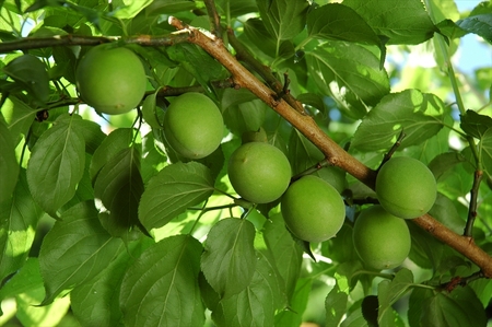 【定期便9ヶ月】梅の風（清涼飲料水）　290ml×24本入り【 神奈川県 山北町 】