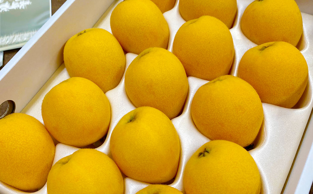 先行予約 枇杷「なつたより」1kg ／ 果物 くだもの フルーツ ビワ びわ 長崎県 長崎市 オンライン決済限定 【2026年5月上旬～下旬迄発送予定】