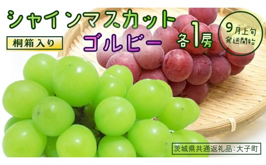 【ふるプレ限定品】【桐箱入り】 シャインマスカット & ゴルビー (各１房)【2026年9月上旬発送開始】(茨城県共通返礼品：大子町) ぶどう 葡萄 マスカット フルーツ 果物 贈答用 ギフト 贈り物
