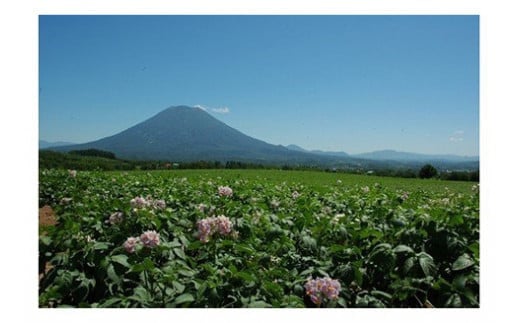 【北海道ニセコ町産】赤肉メロン大玉2玉　＜数量限定・2025年早期予約・7月下旬より出荷予定＞