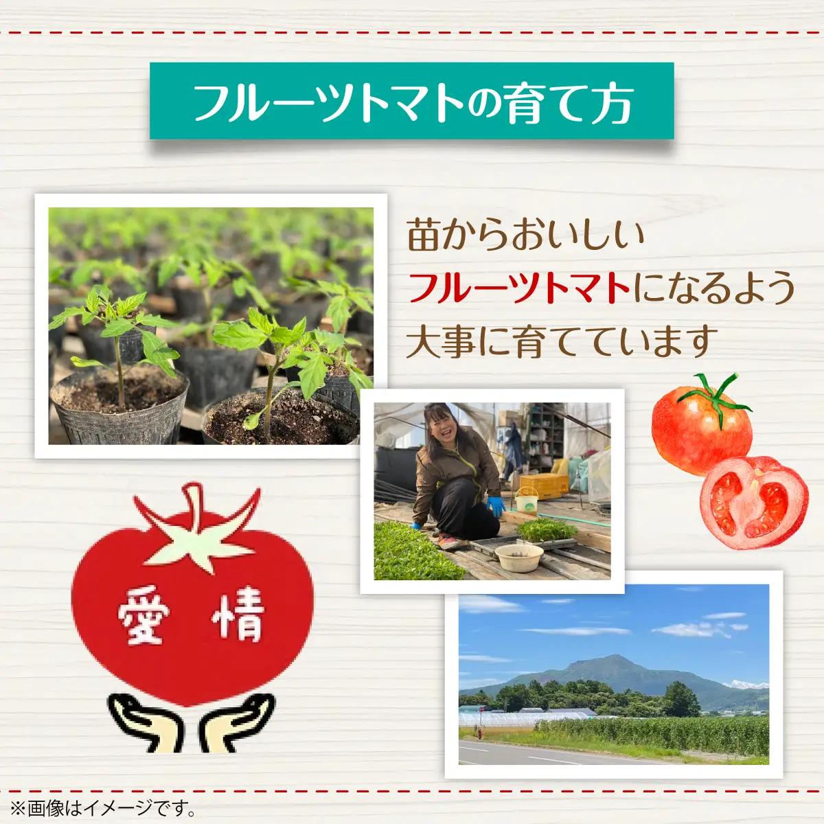 ＜2026年6月下旬よりお届け＞高糖度フルーツトマト　20玉以上【農園直送】北海道壮瞥産 SBTO003