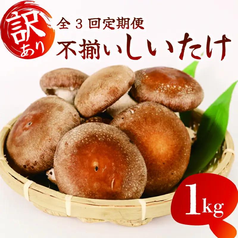 【全3回定期便】 訳あり 不揃い 生しいたけ 1kg しいたけ シイタケ 椎茸