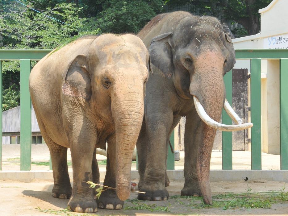 王子動物園入園券（2枚）オリジナルポストカード付