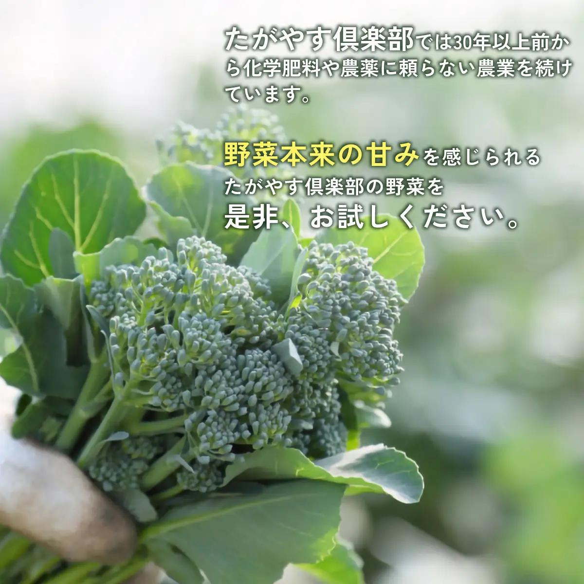 ≪11か月定期便≫有機農業の第一人者 たがやす倶楽部 齊藤 完一さんの「季節の野菜セット」 SMCL011