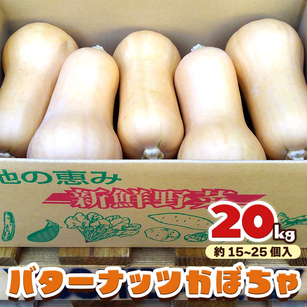 バターナッツかぼちゃ 20kg [数量限定／期間限定] 9月初旬より順次発送｜南瓜 カボチャ 産地直送 農家直送 野菜 甘楽町産 群馬県産 吉田農場 [0215]