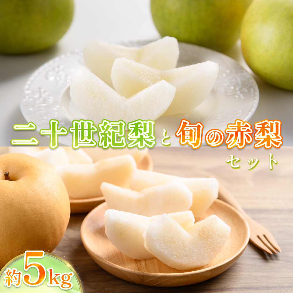 【2026・先行予約】二十世紀梨と旬の赤梨セット 5kg｜鳥取 果物 フルーツ なし 梨 品種はおまかせ【41038】