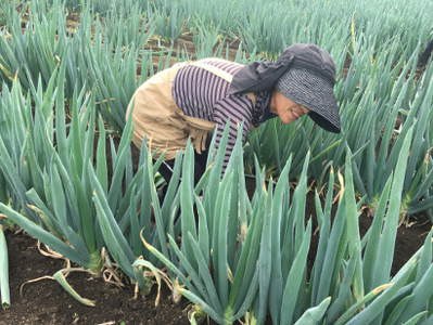 甘ゆき物語3kg【野菜 やさい 食品 人気 おすすめ 】