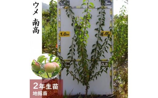 ＜すだ農園＞2年生 苗木 ◇ウメ(実梅) 南高[地掘苗 2024年] ※2025年11月中旬～2026年4月下旬頃に順次発送予定 ※北海道・沖縄・離島への配送不可