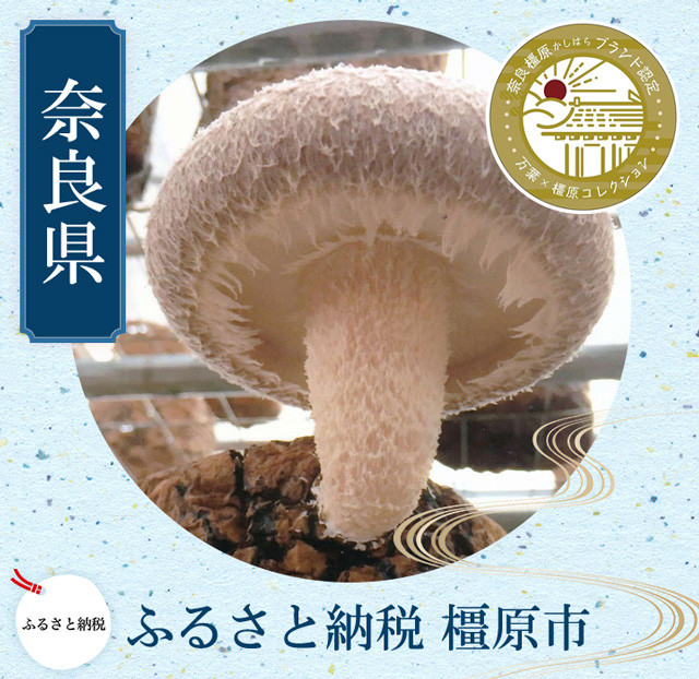 
橿原市産 採れたての生しいたけ（菌床） 約700g箱（5～10枚程度）×2箱を発送します ※2024年11月上旬頃～2025年3月下旬頃に順次発送予定
