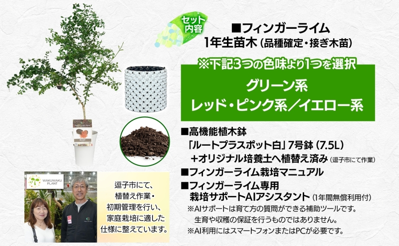 フィンガーライム 栽培体験セット 柑橘 フルーツ 苗 栽培セ