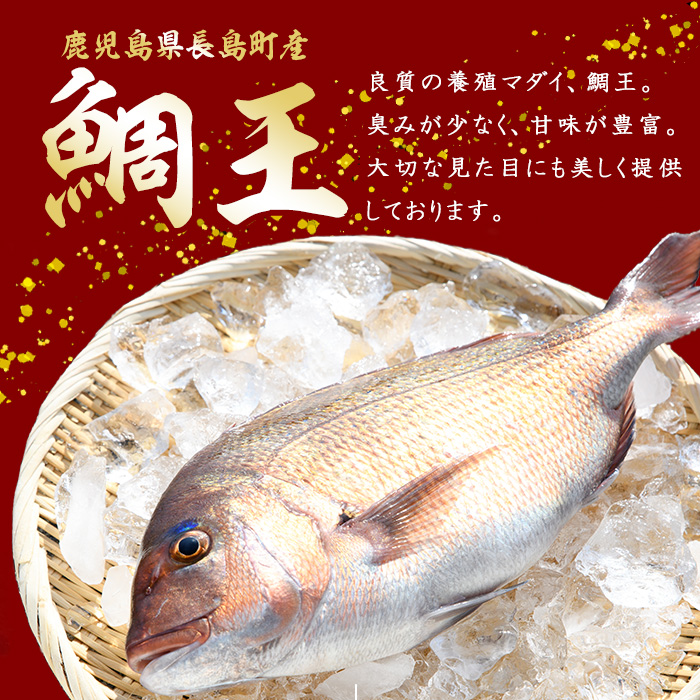 【12月29日発送】長島町特産「鯛王」(2匹・約2.4kg) 産地直送 新鮮 旨味が抜群の 長島町 特産品 ブランド 真鯛 をまるごと 一匹 楽しめる 刺身 鯛めし 鯛茶漬け 鯛しゃぶ 鯛刺身 鮮魚 