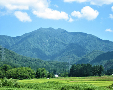 【令和7年産】【定期便3回毎月お届け】七谷産コシヒカリ 精米15kg（5kg×3） 白米 高柳地域産数量限定 昇徳会