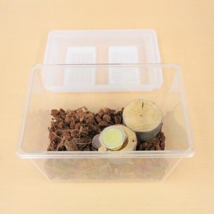 【配送期間は2025年6月下旬~8月上旬に随時配送】ミヤマクワガタ(成虫)オスメス1ペア飼育セット付_イメージ3