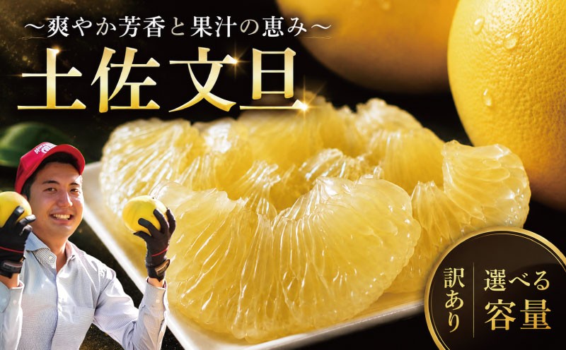 
                  訳あり 文旦 家庭用 (2L 6玉/5kg/10kg) 土佐文旦 文旦訳あり 先行予約 柑橘類 柑橘 フルーツ 文旦 数量限定 期間限定 みかん 蜜柑 ぶんたん ブンタン 文旦 分担 訳あり文旦 高級 国産 文旦 冬 春 旬 果物 果物類 新鮮 文旦 ギフト 贈答 冬ギフト先行予約柑橘類 農家直送 産地直送 訳アリ 大玉 小玉 文旦高知 大北果樹園 高知県 安芸市 【2027年2月上旬～発送】
                