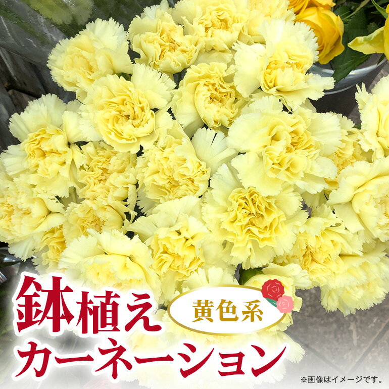【ふるさと納税】カーネーション 黄色系 母の日への贈り物 プレゼント ギフト カーネーション 花 アレンジ 鉢植え 5号 鉢 国産 花鉢 鉢花 フラワーアレンジメント 母の日ギフト フラワーギフト お祝い 母の日 送料無料