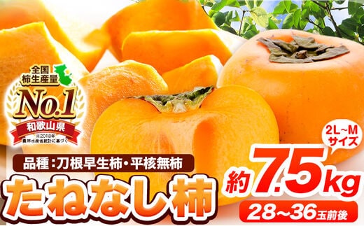 
										
										たねなし柿（刀根早生柿・平核無柿）約7.5kg（28～36玉前後） 《2024年9月下旬-10月下旬頃出荷》 和歌山県 紀の川市 種なし柿 産地直送 柿 果物 フルーツ 2L～Mサイズ カキ---wfn_wlocal13_9g10g_24_15000_7500g---
									