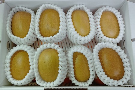 【先行予約】サンゴールドまたはゴールドキウイと紅まどんなのセット　11月下旬～12月発送
