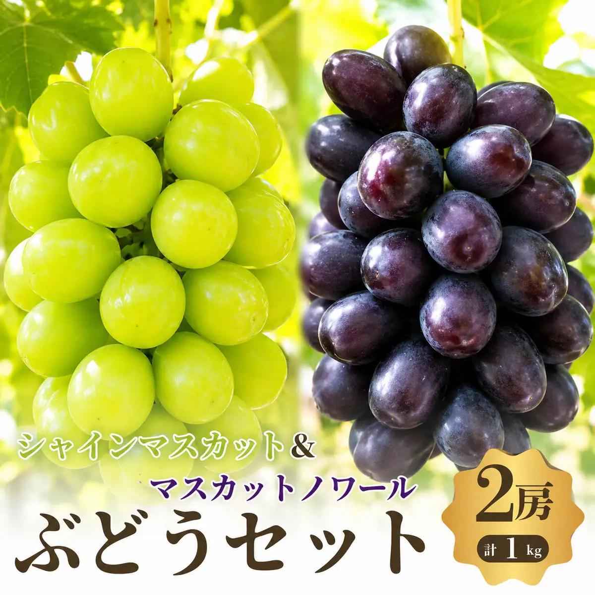 ぶどうセットシャインマスカットマスカットノワール種なしぶどうセット【2房計1kg】【先行予約】