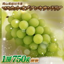 【ふるさと納税】ぶどう マスカットオブアレキサンドリア 岡山県 総社市産 2025年産先行予約 1房 25-019-001