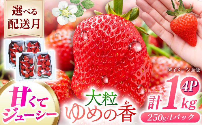 
            【先行予約】配送月が選べる 長崎県産 いちご ゆめの香 【大粒】約1kg（250g×4パック）長崎県/わたる農園 [42AABB002] いちご イチゴ 苺 ゆめの香 大粒 果物 くだもの フルーツ お取り寄せ おすすめ 農家 産地 直送
          
