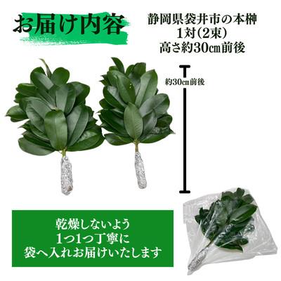 ふるさと納税 袋井市 静岡県産袋井市　出世榊　本榊　純国産　さかき1対(2束)※1日交換に間に合うように配送 |  | 01