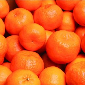 ＜先行予約＞厳選ポンカン5kg+250g（傷み補償分）＜１月より発送＞ 光センサー選別 / みかん 果物 くだもの フルーツ 【ikd189A】