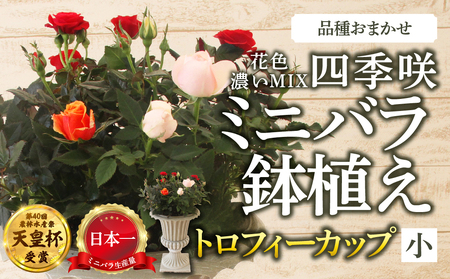 産地直送 ミニバラ トロフィーカップ（小） くっきり（濃いMIX） [11月～4月 お届け] 品種 おまかせ のため 訳あり 訳アリ 四季咲き ミニバラ 花 ガーデニング 生産量 日本一 天皇杯 鉢植 ※沖縄 離島配送不可 薔薇 セントラルローズ [mt1901_koi] 40000円 4万