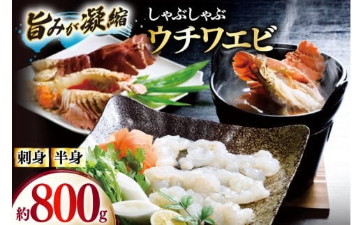 うちわえび エビ 海老 刺身 しゃぶしゃぶ 海鮮 ウチワエビ刺身 約400g・ウチワエビ半身 約400g セット 総計800g [ひばり 長崎県 平戸市 hr42bgy420044] 鍋 魚介 海産物 刺し身 冷凍 新鮮 国産 お取り寄せ
