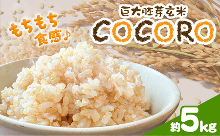巨大胚芽米COCORO 玄米 約5kg【配送不可地域あり】 (離島) ドリームクリエイト早瀬農産 早瀬亨《2026年10月中旬-11月中旬頃出荷》 岡山県 浅口市 岡山県産 米 コメ こめ 玄米 送料無料