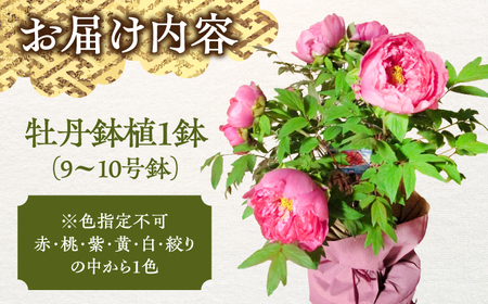 【先行予約】【2026年12月上旬以降順次発送】松江大根島牡丹(宝寿ぼたん) 5輪咲き 島根県松江市/島根県農業協同組合くにびき地区本部 [ALBC003] 花 苗木