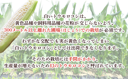 【先行予約】＜朝霧（あさぎり）コーン 12本＞ 国産 雪の妖精 ホワイトコーン 白い 白 とうもろこし 幻のとうもろこし 生で食べられる 甘い 糖度が高い 朝霧コーン 野菜 株式会社ノムランド 愛媛県
