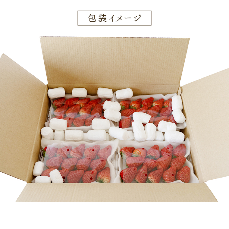 【 定期便 】 合計3kgお届け いちご の3ヶ月連続お届け便 （1