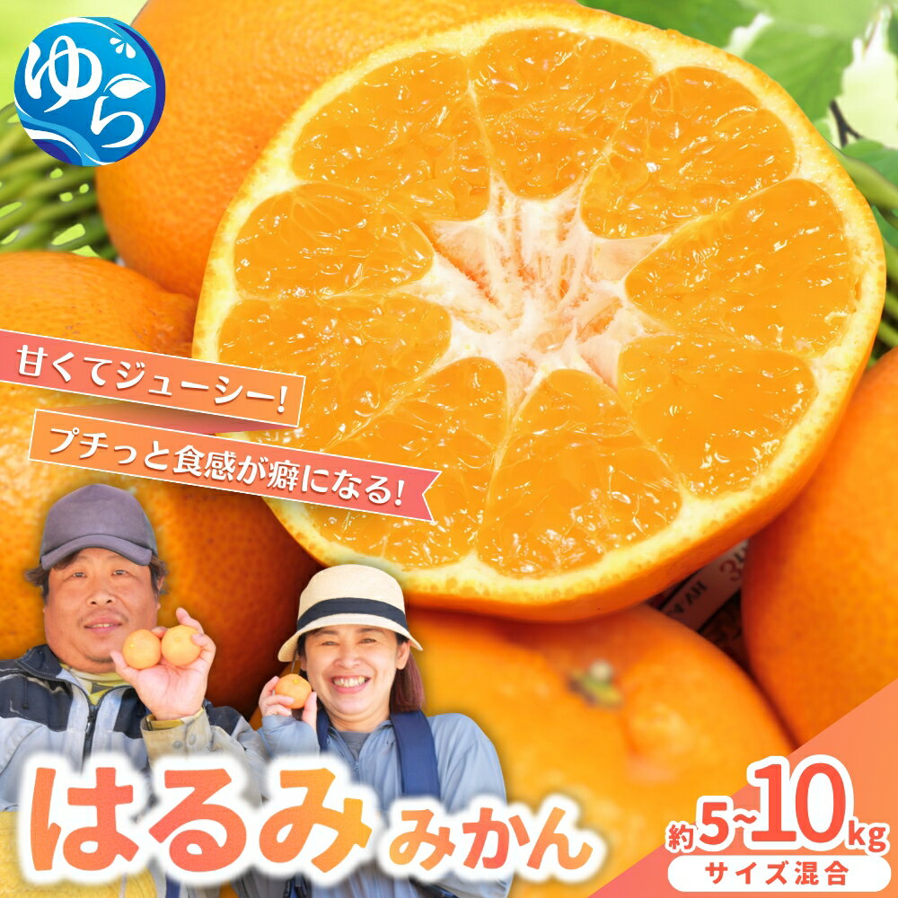【ふるさと納税】 はるみ みかん 農家直送 / 柑橘 晩柑 和歌山 由良町 甘い / 5kg 10kg ※2027年2月上旬頃～2月中旬頃に順次発送予定