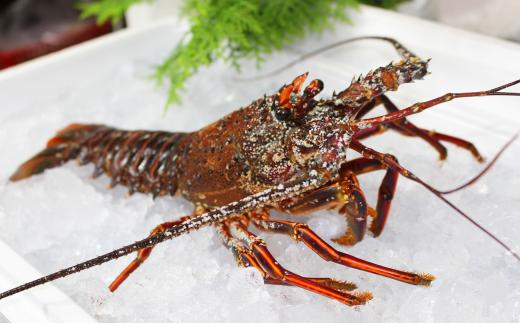 
沖の島の漁師が獲った伊勢海老 600g（1～2匹）
