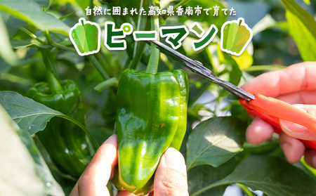 高知県香南市産採れたてピーマン1kg 【 野菜ピーマン やさい 新鮮ピーマン 国産ピーマン 肉厚ピーマン 炒め物 肉詰めピーマン 料理 高知県 香南市 冷蔵 】 im-0001