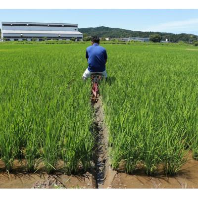ふるさと納税 柏崎市 【特別栽培米!新之助&コシヒカリ】無洗米各2kg◆令和6年産◆お米食べ比べ計4kg(精米) |  | 02