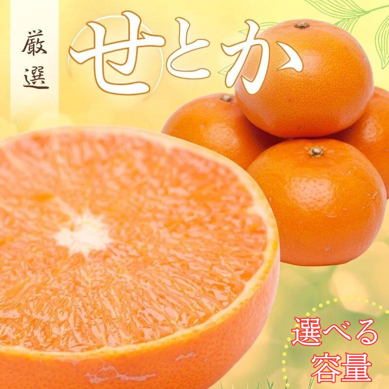 【ふるさと納税】厳選 せとか 【選べる容量】 1kg 2.5kg 5kg 7.5kg 10kg 【柑橘・春みかんの王様】【光センサー選果・食べ頃出荷】※北海道・沖縄・離島配送不可 ※2026年2月上旬～3月下旬ごろに順次発送予定 / みかん 果物 柑橘 フルーツ 和歌山 有田みかん