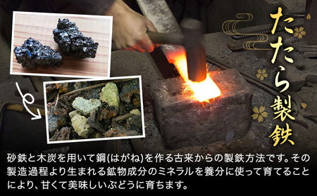 たたらみねらる アンサンブルセット 3カップ 各300g
