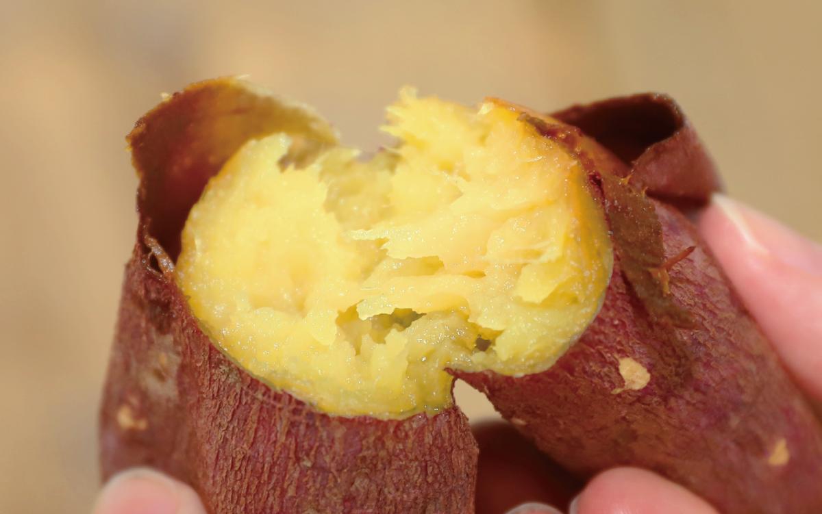 糖度抜群 あま～い！紅はるか芋約5kg(岡村商店/A-113) 鹿児島 さつまいも 薩摩芋 おやつ さつま芋 焼芋 やきいも 焼きいも スイーツ 指宿市